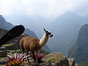 Machu Picchu Peru Inka (21)
